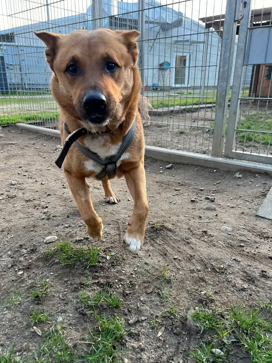 Rollo -  - Bild 5