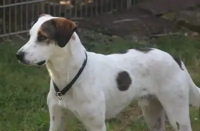 Benny – Hund – Bild 6