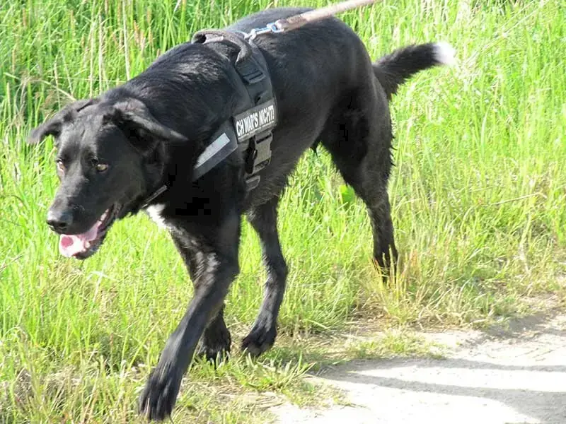 Dongo -  - Bild 1