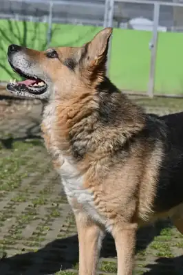 Leevi – Mischling – Bild 10