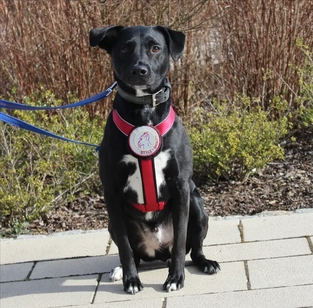 Ashton - Labrador Retriever - Bild 1