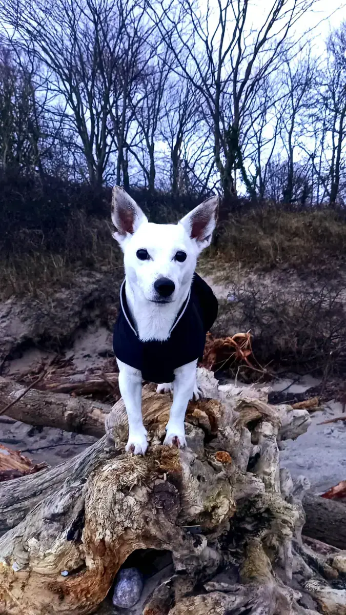 Lizzy - Jack Russell Terrier - Bild 4