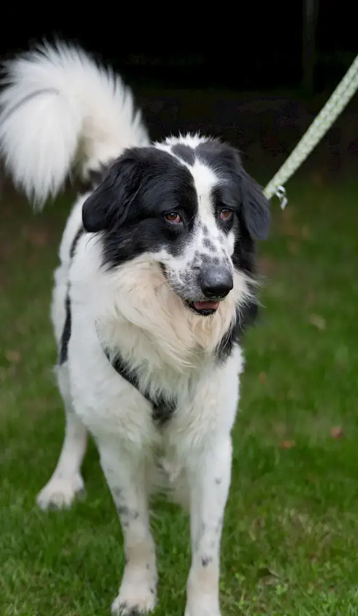 Pongo -  - Bild 2