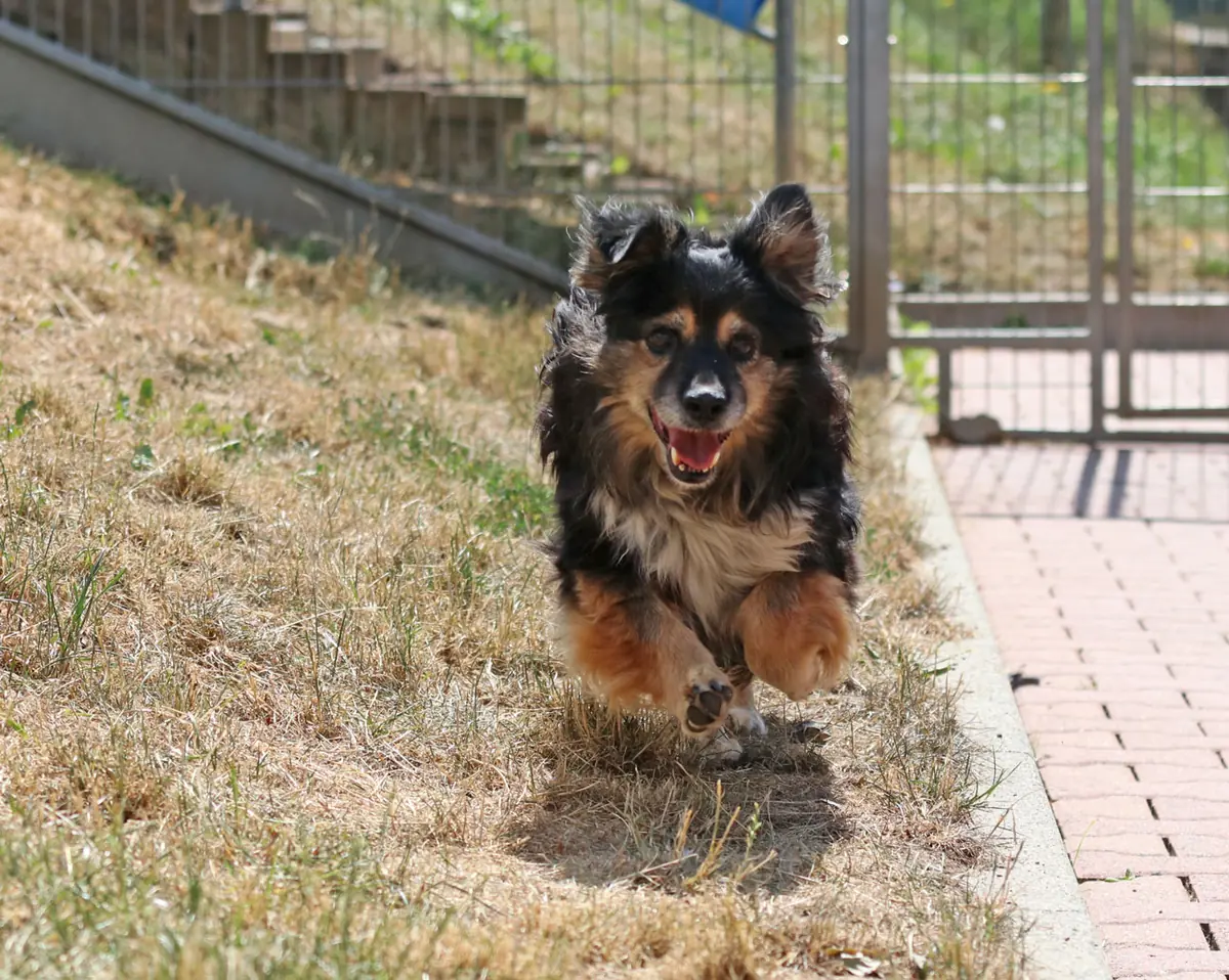 Buddy -  - Bild 4