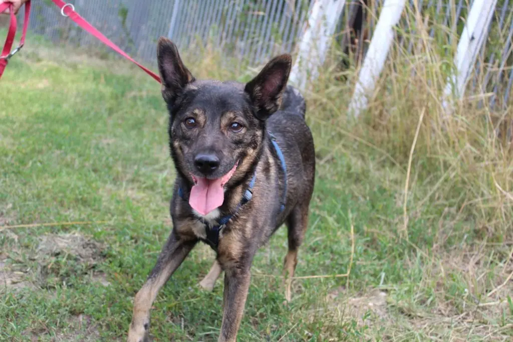 Spikey - Deutscher Schäferhund - Bild 1