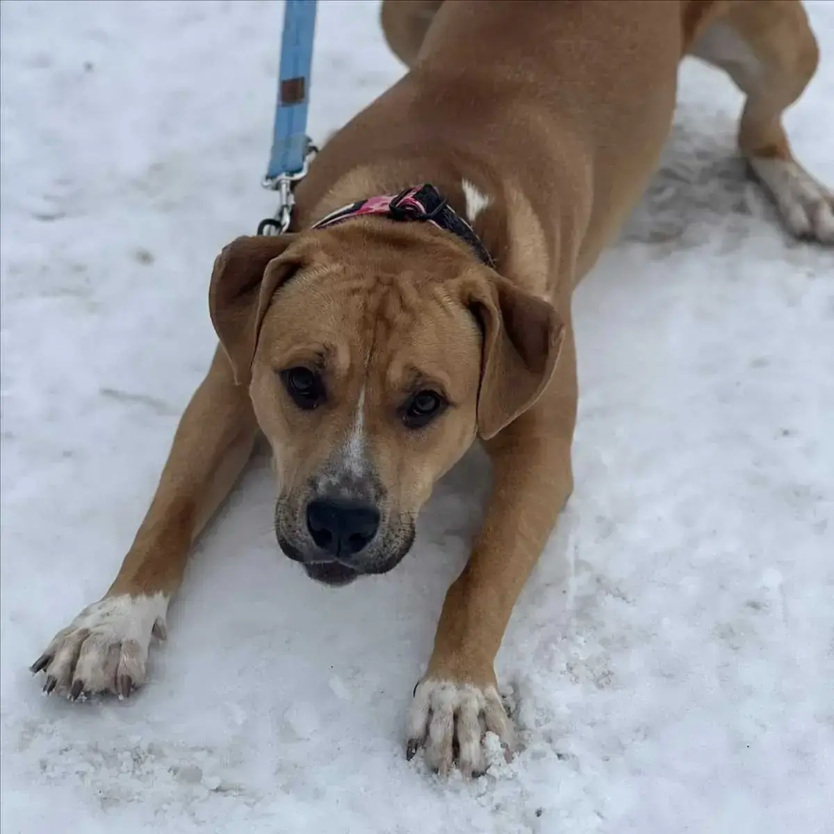 American Staffordshire Terrier-Mix KYPT