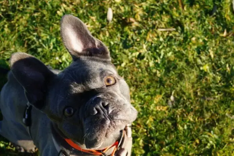 Cooper -  - Bild 3