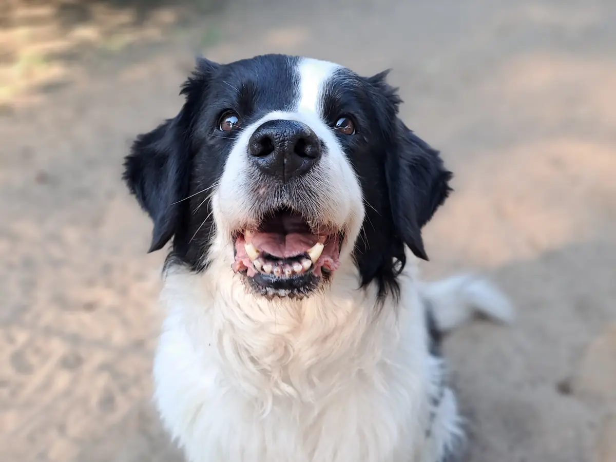Lilly - Border Collie - Bild 1