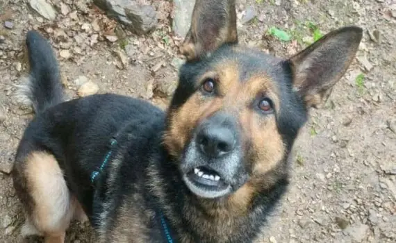 Maja -  - Bild 1