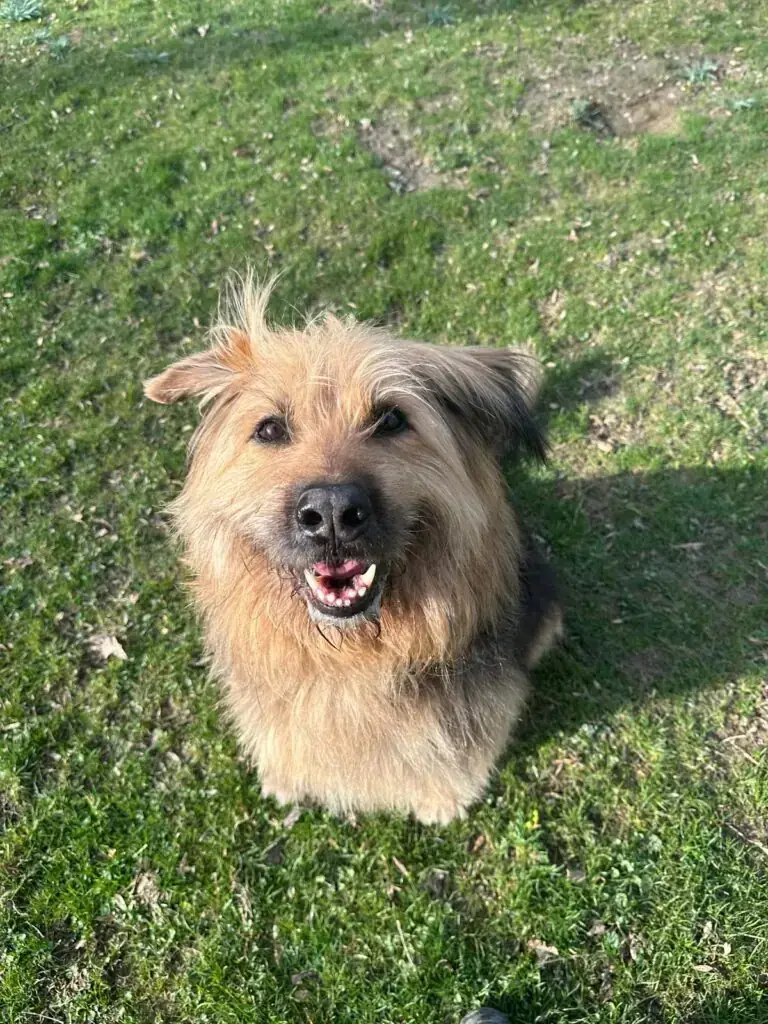 Herr Hund - Briard - Bild 2
