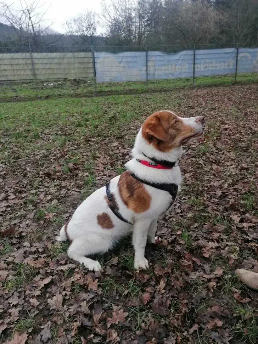 Thibaut -  - Bild 11