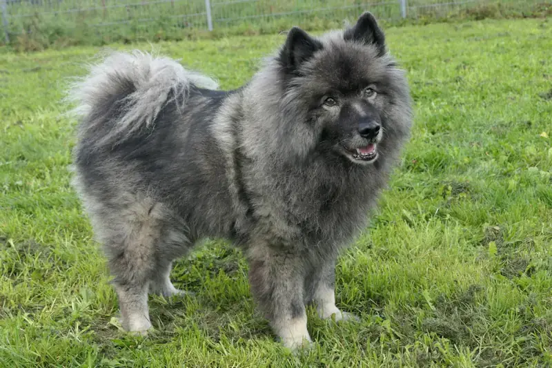Fido -  - Bild 3