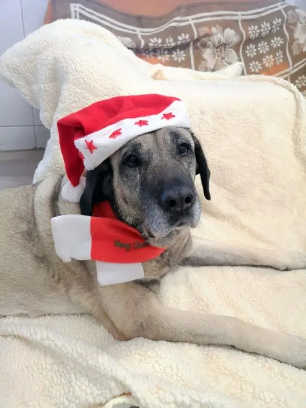 Naz - Kangal-Hirtenhund - Bild 10