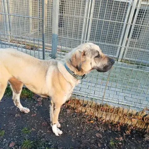 Hannah - Kangal-Hirtenhund - Bild 2