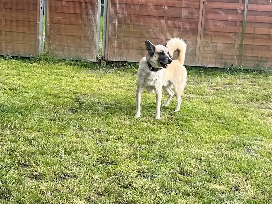 Chester - Deutscher Schäferhund - Bild 12