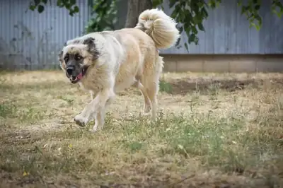 Mira – Kangal-Hirtenhund – Bild 8