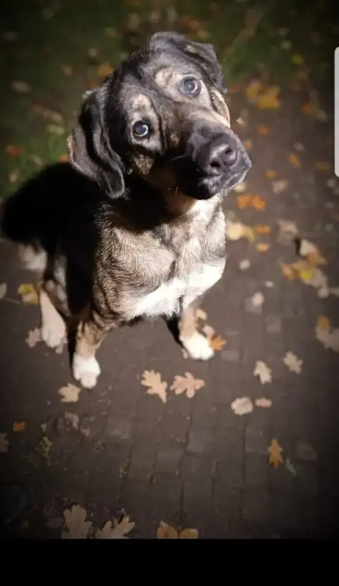 Mix Wolf