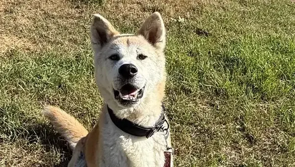 Akita-Mix Elvis