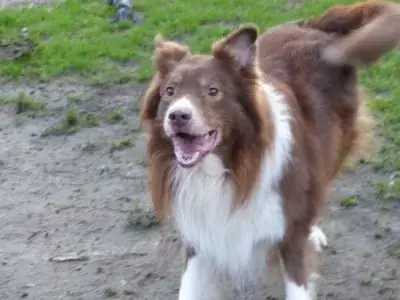 Rocko -  - Bild 5