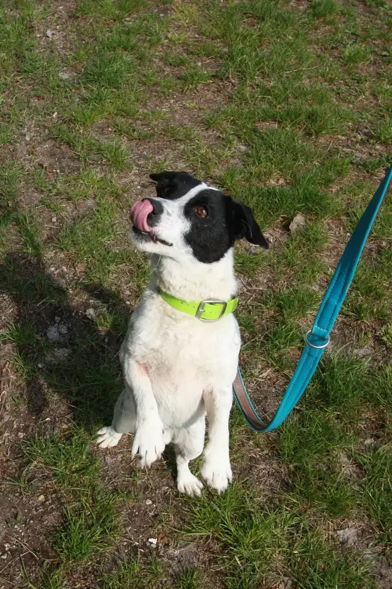 Hugo -  - Bild 2