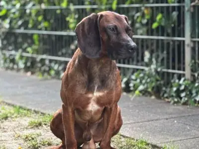 Beli - Bayerischer Gebirgsschweißhund - Bild 5