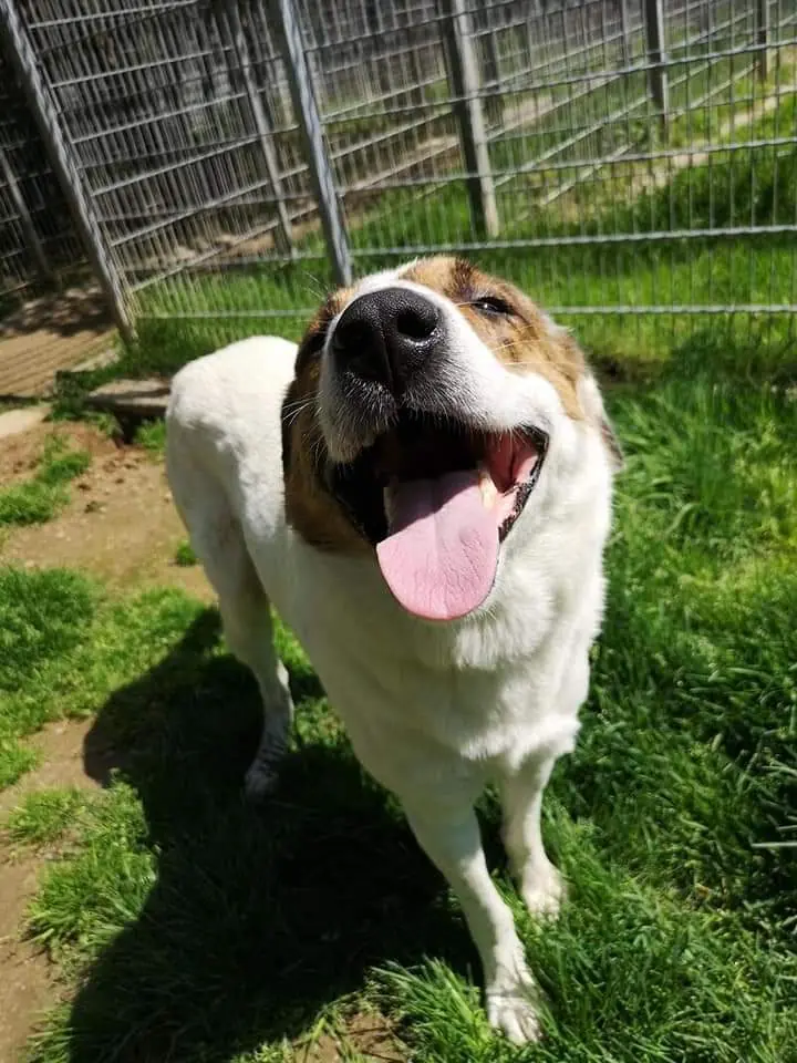Jack -  - Bild 4