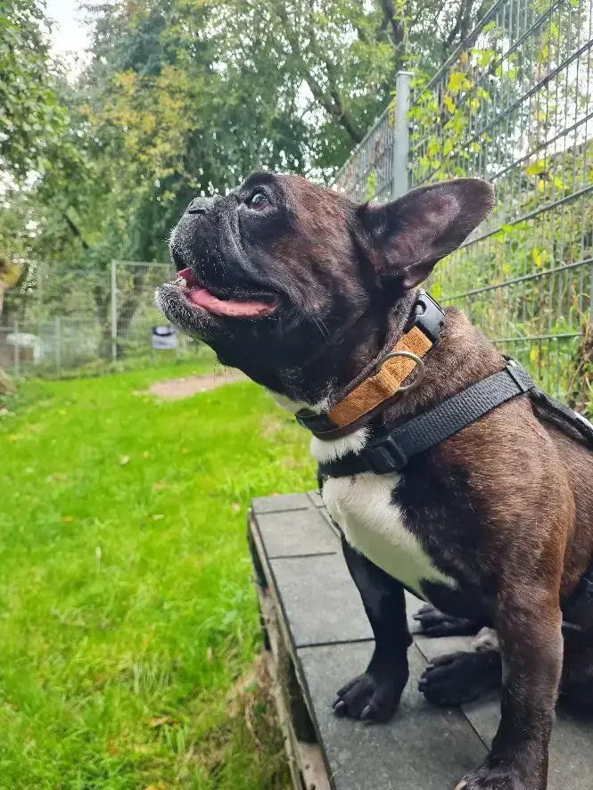 Französische Bulldogge Timati