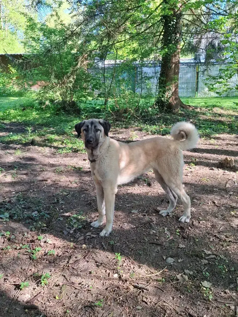 Matilda - Kangal-Hirtenhund - Bild 8