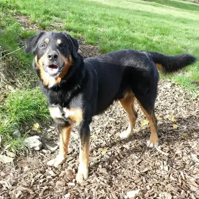 Nero – Berner Sennenhund – Bild 6