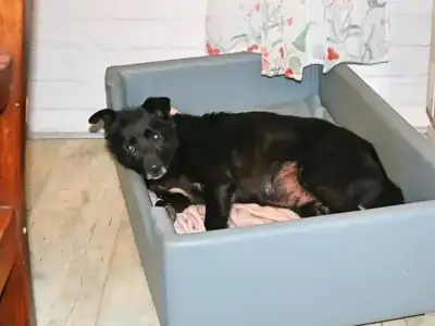 Pety – Hund – Bild 9