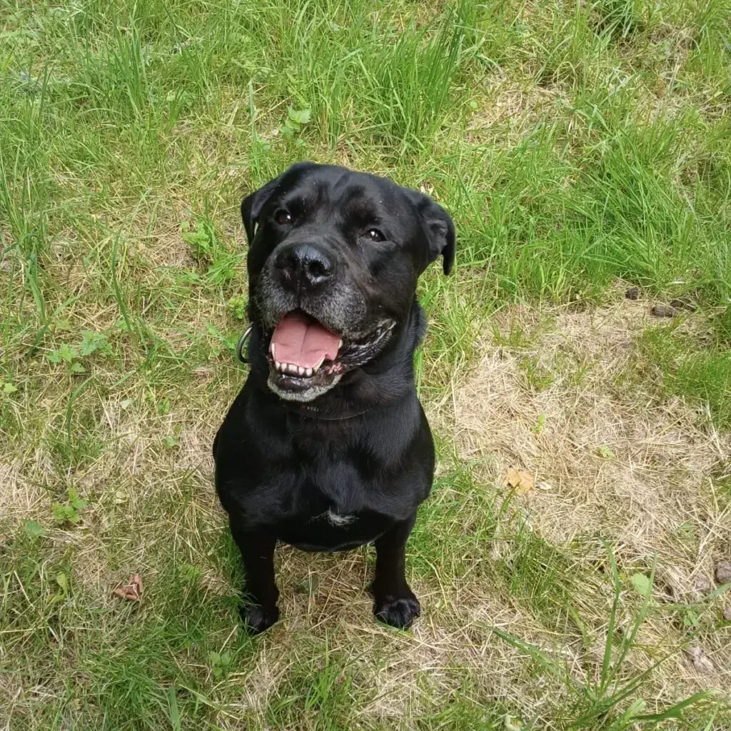 Tyson - Labrador Retriever - Bild 2