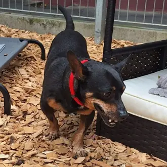 Gelasio - Deutscher Pinscher - Bild 2