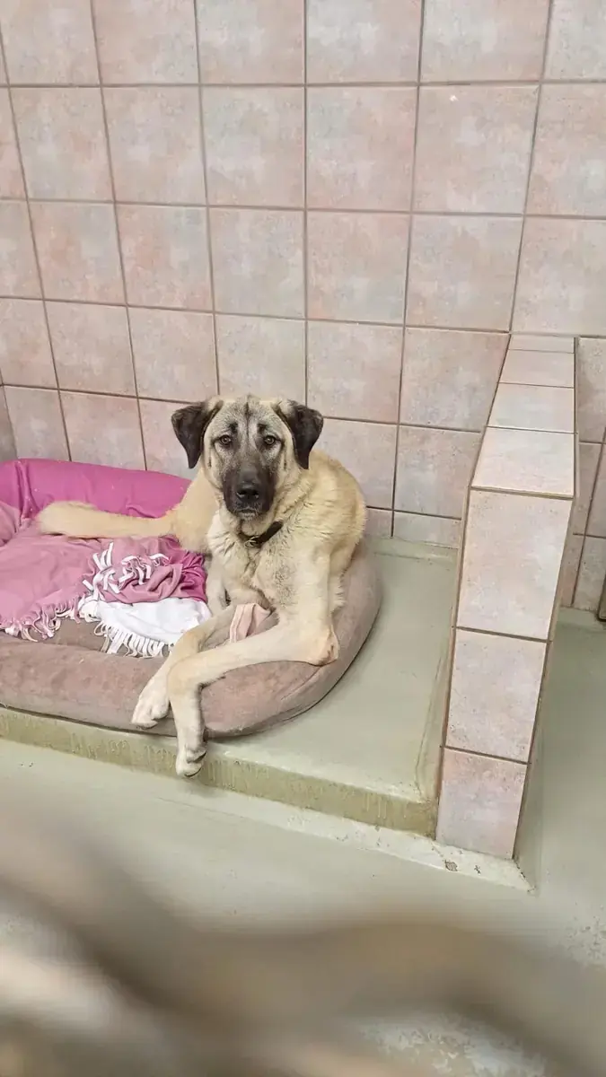 Matilda - Kangal-Hirtenhund - Bild 7