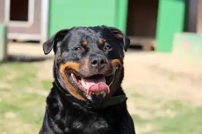 Sindy – Rottweiler – Bild 7