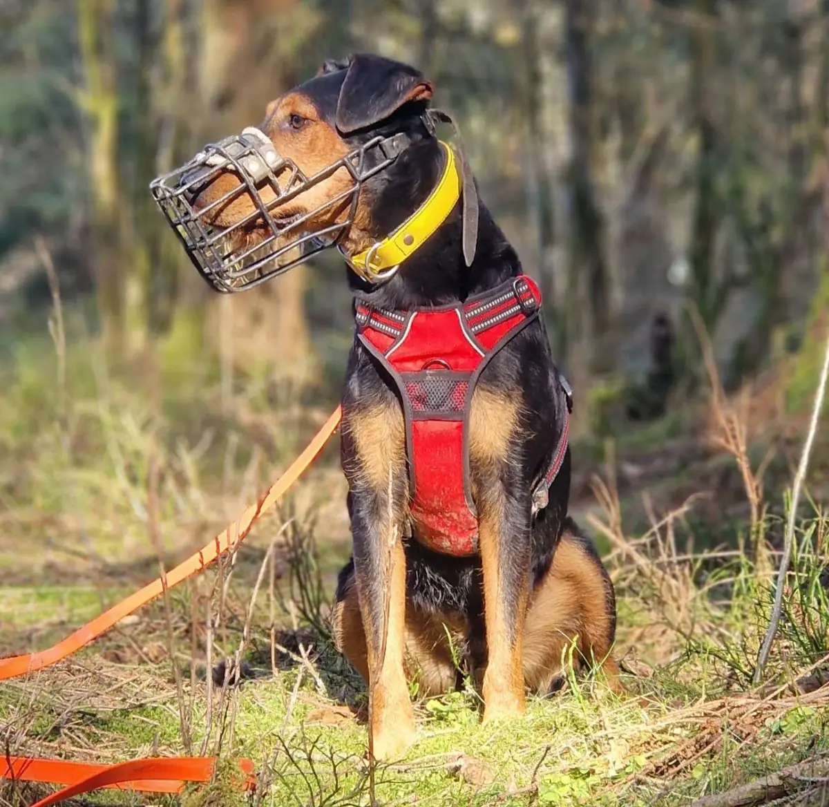 Rudi -  - Bild 7