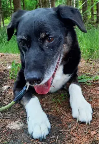 Sammy - Border Collie - Bild 4