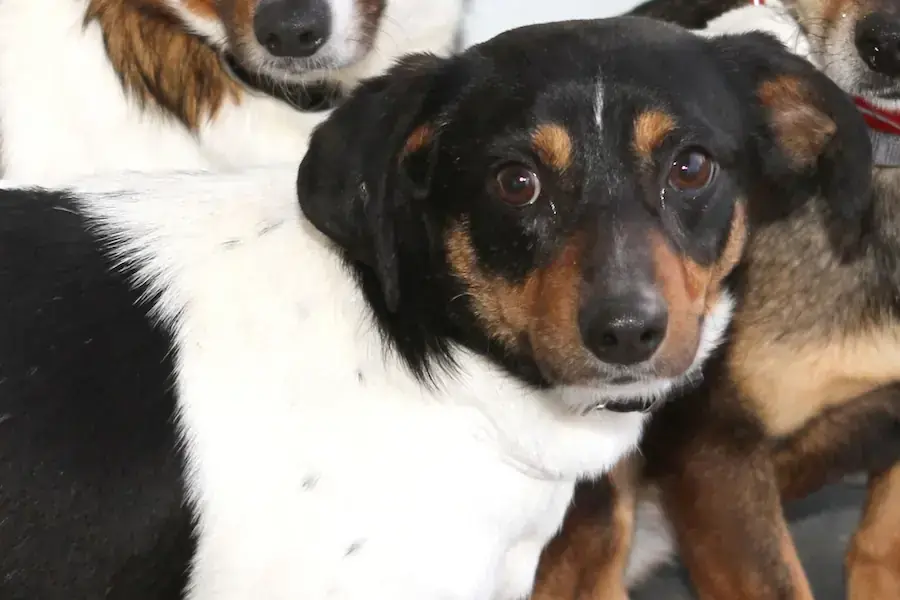 Boomer -  - Bild 3