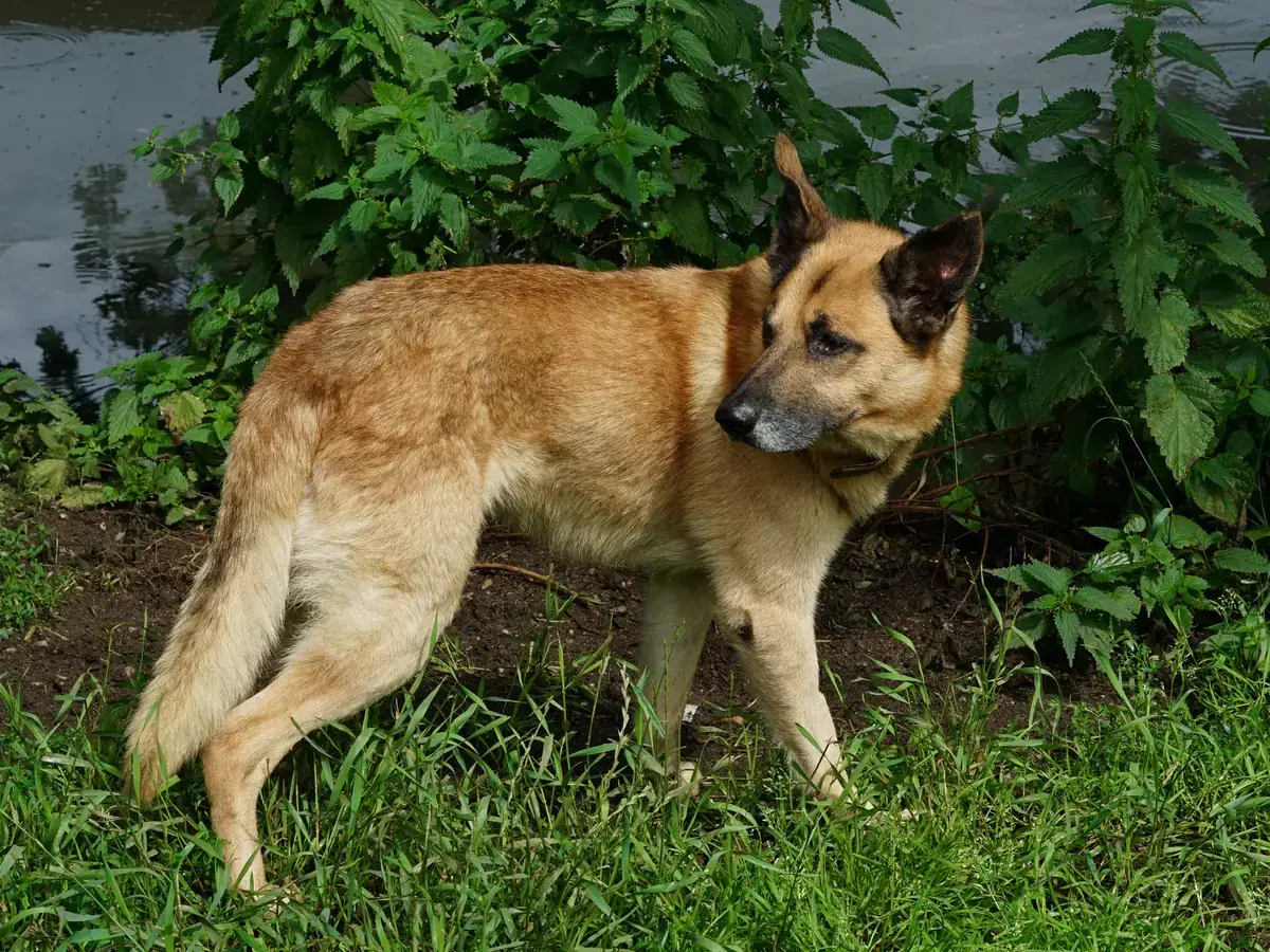 Ernie - Deutscher Schäferhund - Bild 3