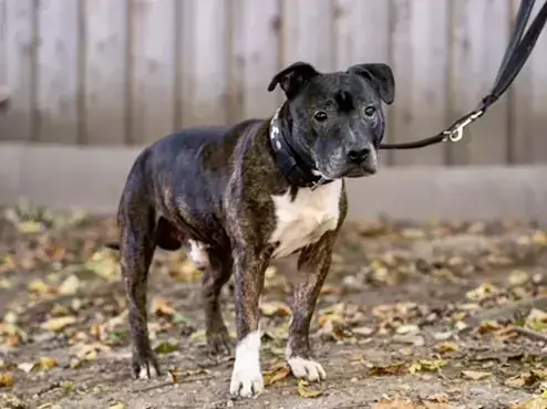 Schmidtke – American Staffordshire Terrier – Bild 2