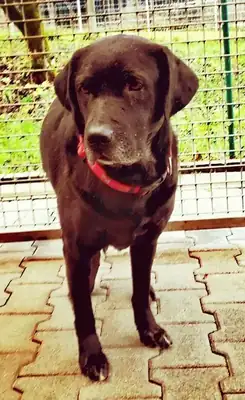 Terry – Labrador Retriever – Bild 3