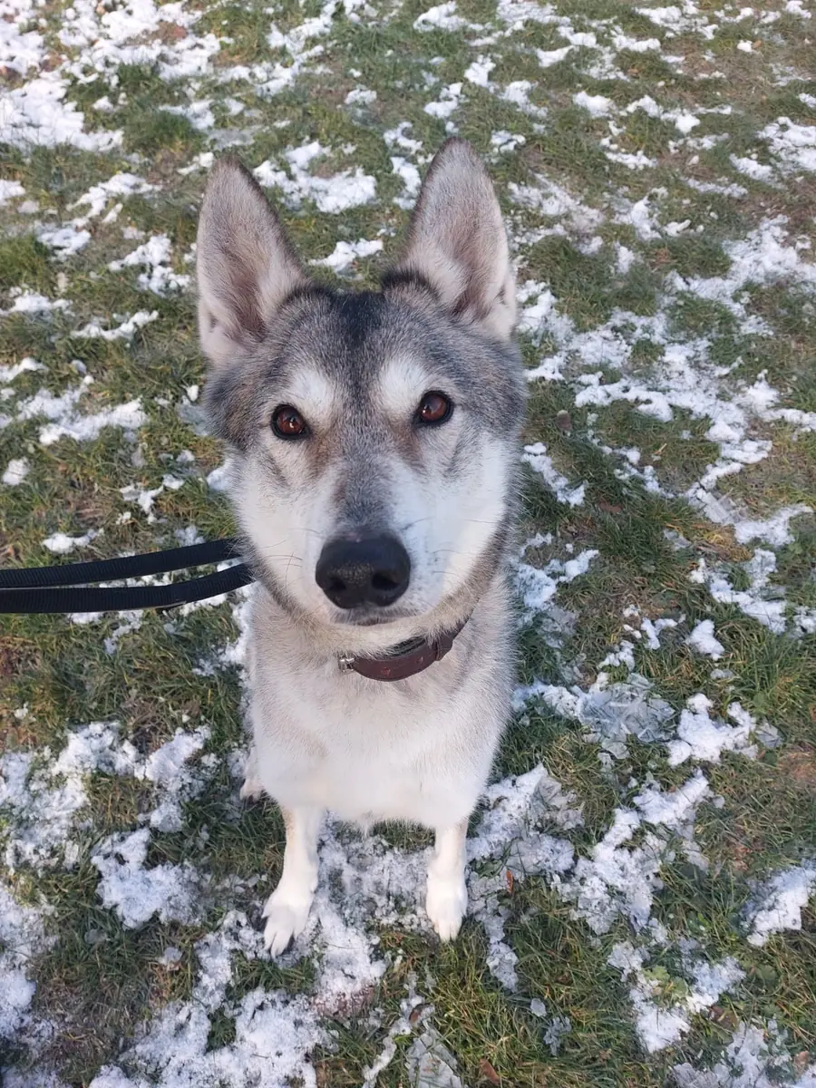 Askan - Siberian Husky - Bild 8