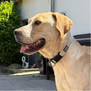 Luca -  - Bild 1