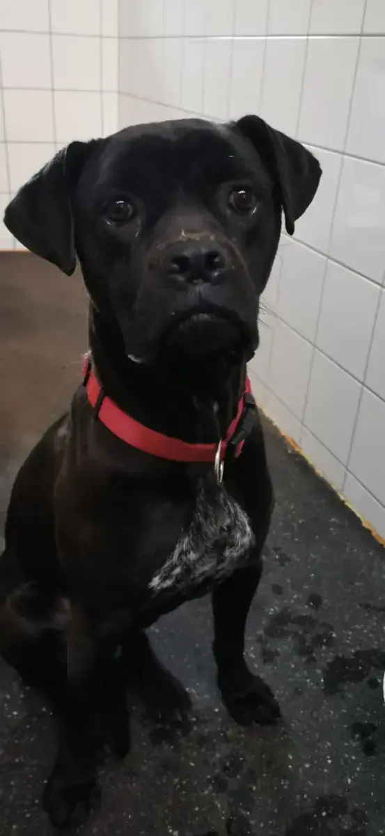 Bonnie - Cane Corso Italiano - Bild 15
