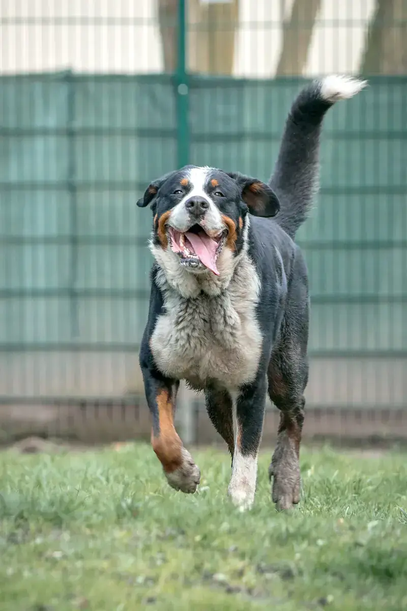 Bruno -  - Bild 3