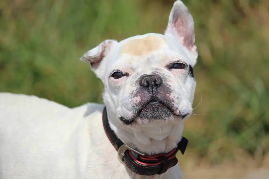 Dolly - Französische Bulldogge - Bild 1