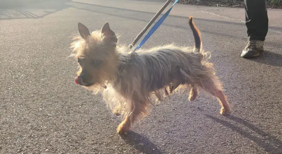 Max - Chihuahua - Bild 2