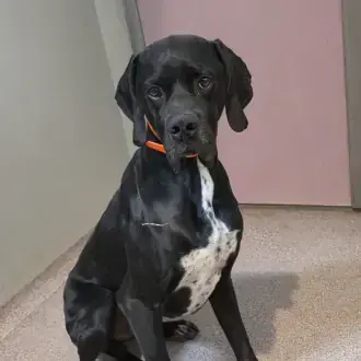 English Pointer-Mix Simba