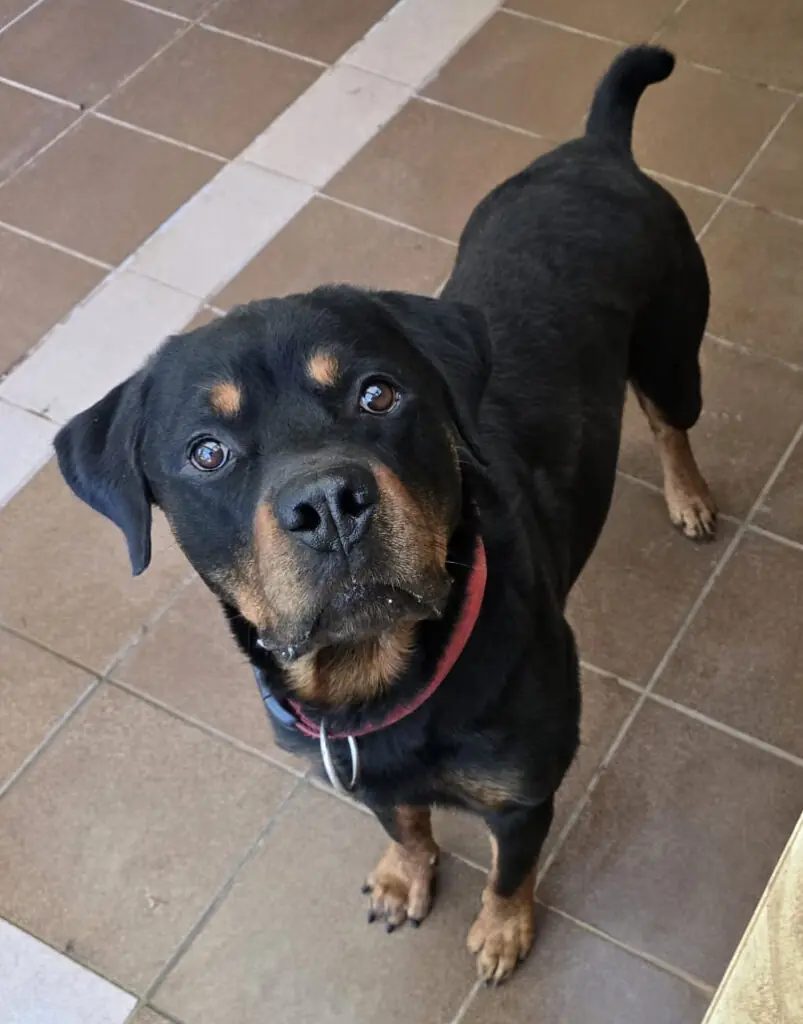 Lennox - Rottweiler - Bild 2