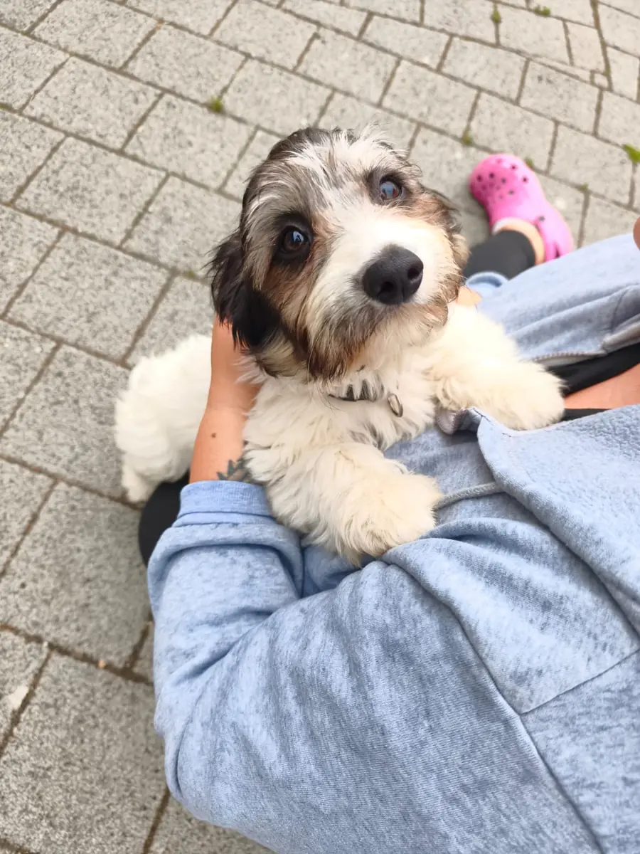Stella - Havaneser - Bild 1