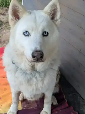 Jato – Siberian Husky, Alaskan Malamute – Bild 2